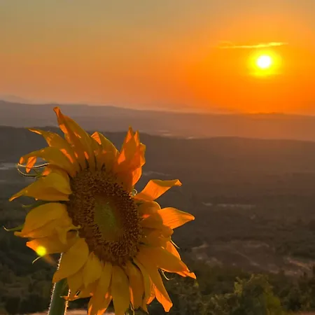 Marlo 12 Adult Only Ayvalı