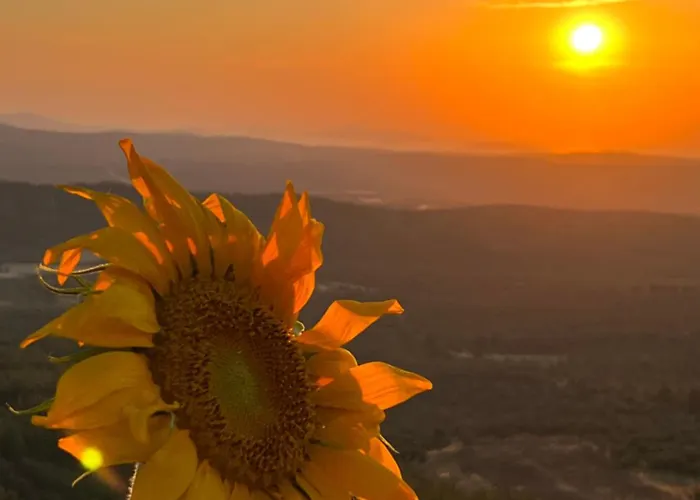 Marlo 12 Adult Only Ayvalı